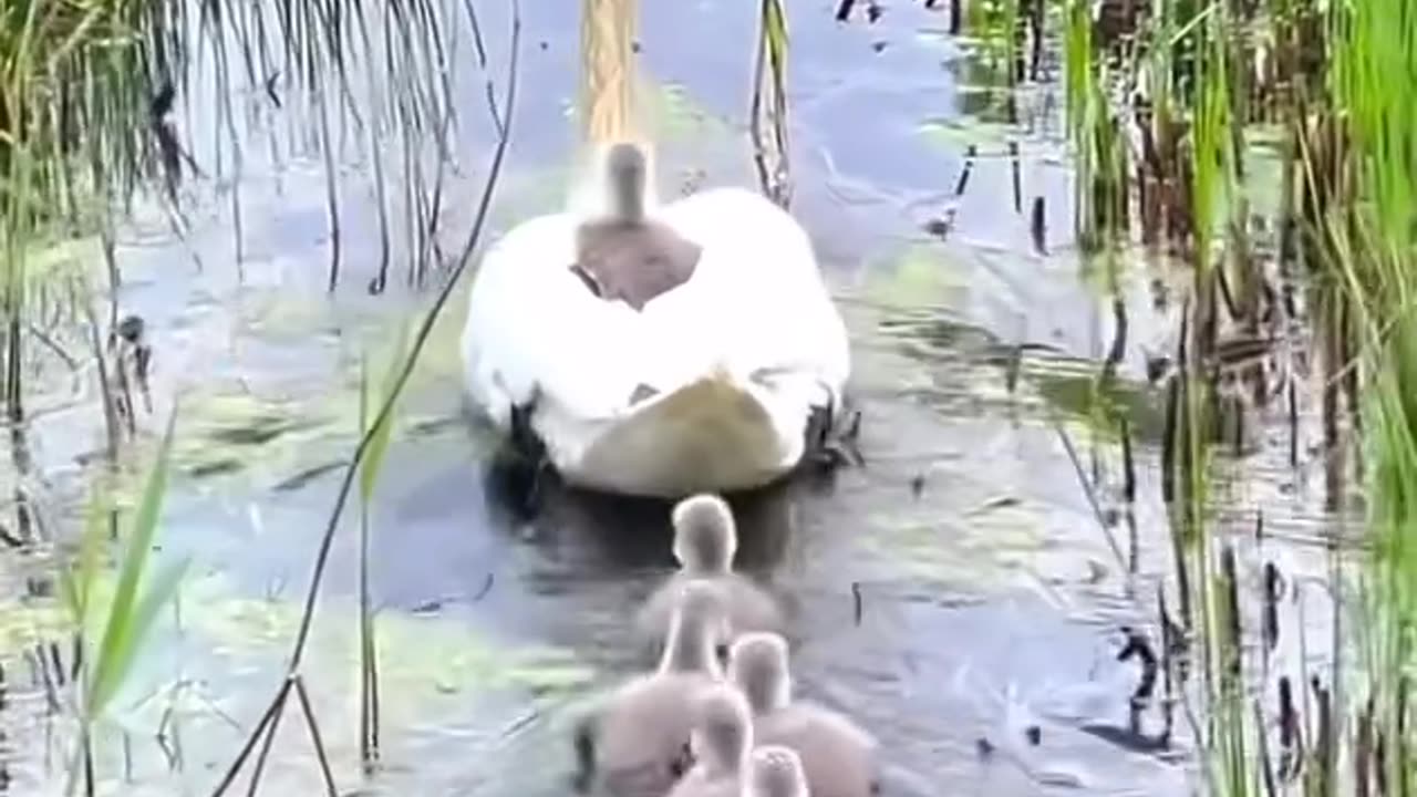 Baby duck