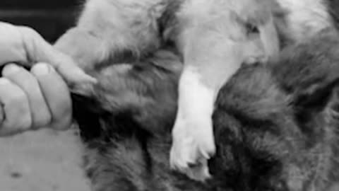 creepy two headed dog
