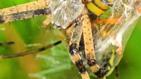 Beautiful wasp spider in close-up / beautiful spider in a web.