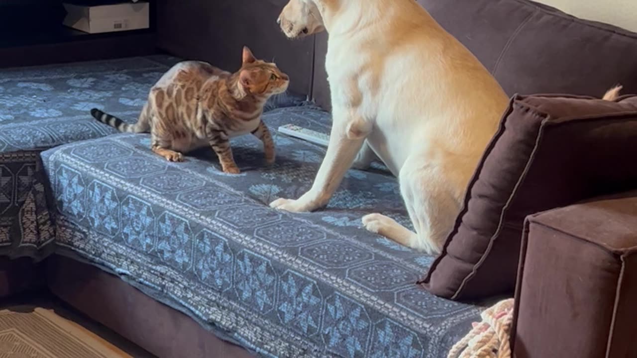 Cat And Dog Play On The Couch