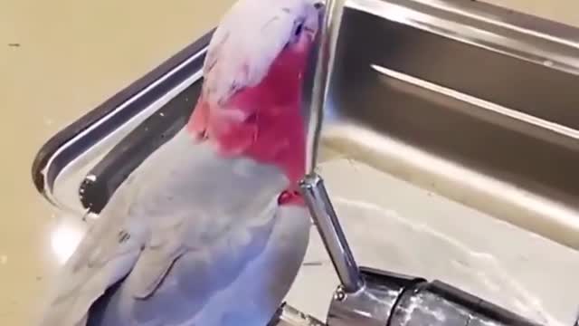 They scoff, they don't give you a drink