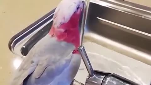 They scoff, they don't give you a drink