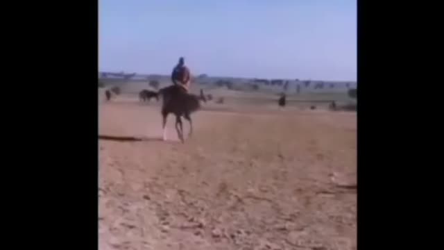 الخيل في خيّالها