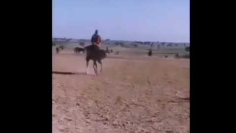 الخيل في خيّالها