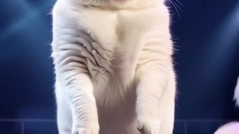 Beautifully dressed Cat