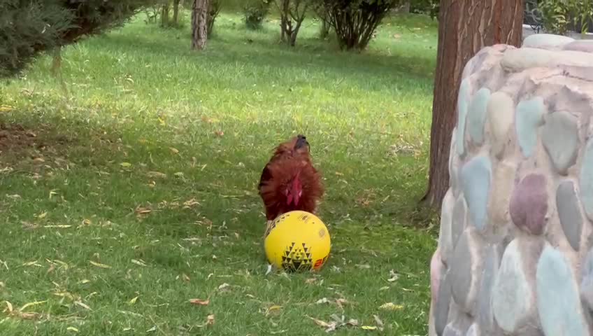 Football rooster