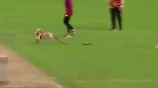 Hahaha dog come on the field