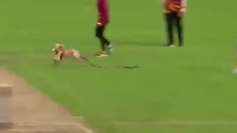 Hahaha dog come on the field