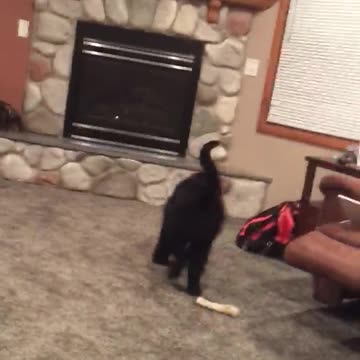 Giant Puppy Steals Teen's Homework And Refuses To Give It Back