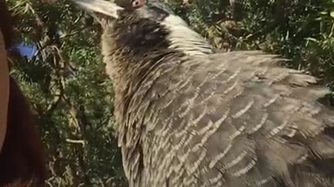 Woman gives toys to her favorite wild magpie