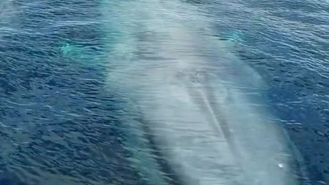 A Whale fish