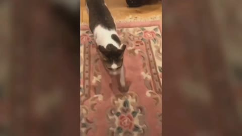 cute cat speak meoww behind a girl