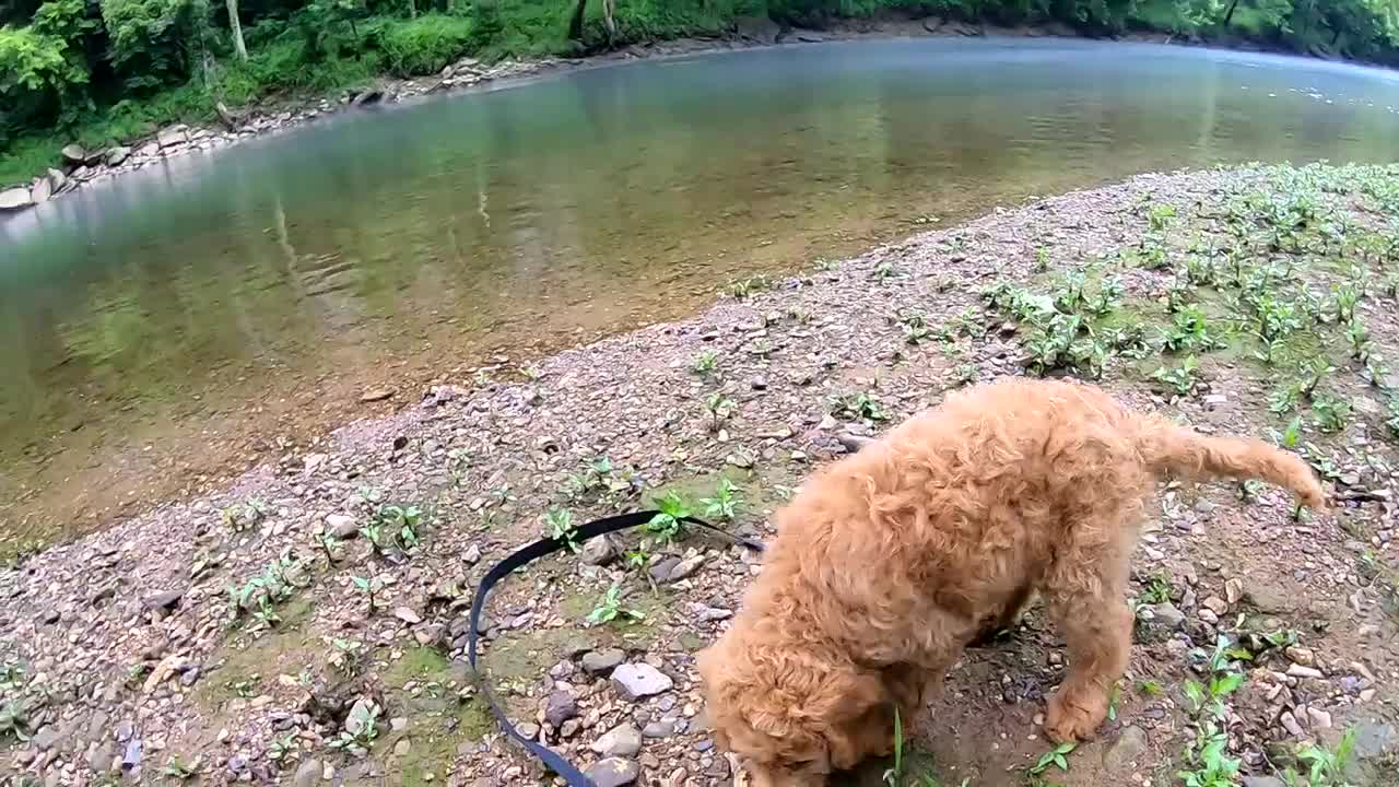 Crazy First day with a Goldendoodle Puppy