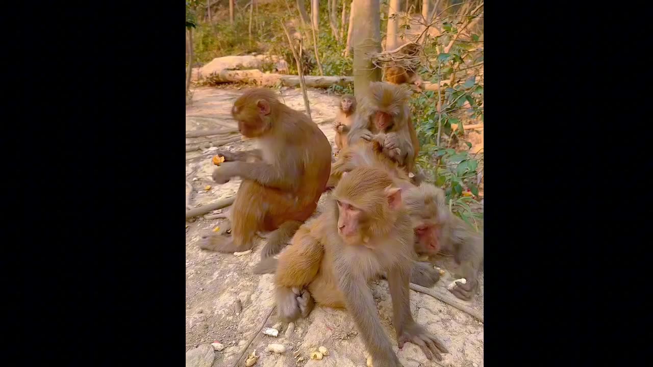 Funny Animal Video