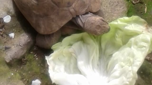 Turtle eating lettuce