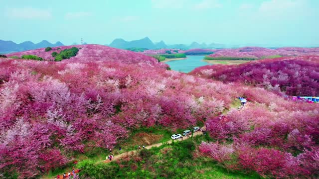 Guizhou Pingba cherry blossoms part-1