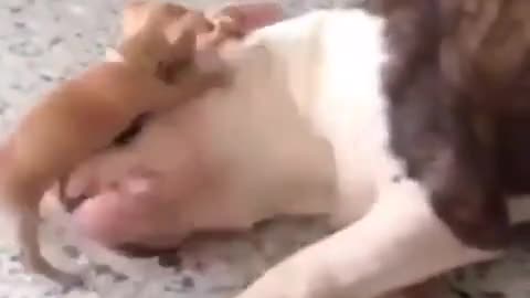 Pup is playing with dog