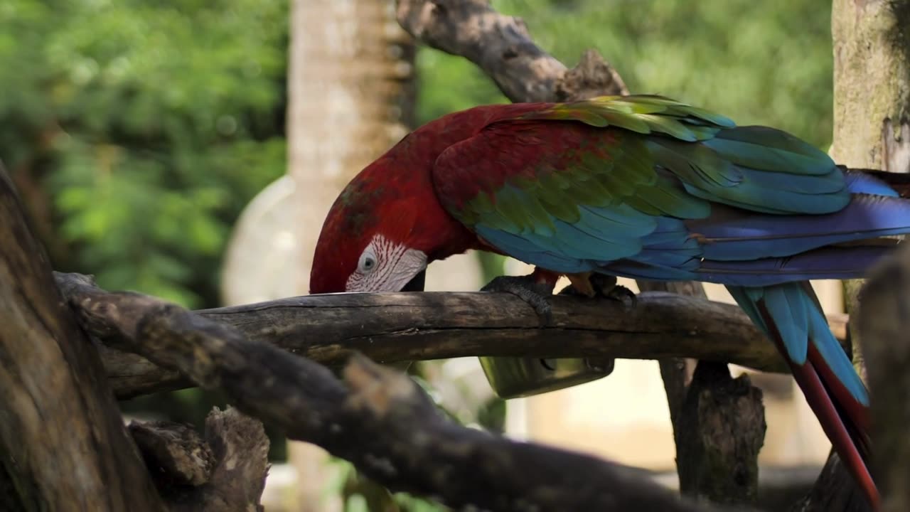 Parrot Party