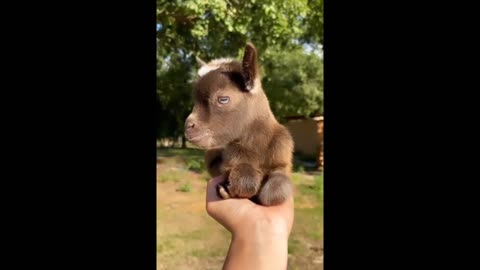 A cute little baby goat!