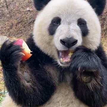 Eat an apple to moisten throat #panda