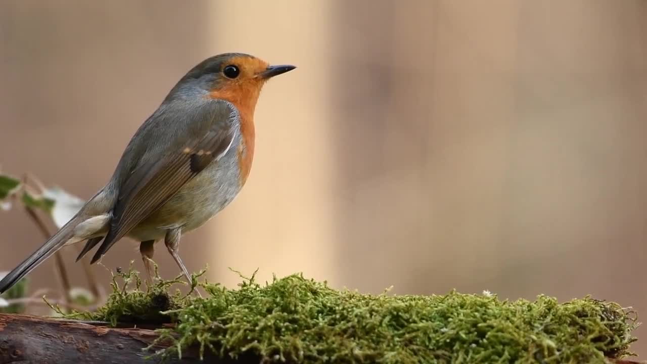 See this cute lil birds chirping | Calm | Meditative sounds (Birds and Rain)