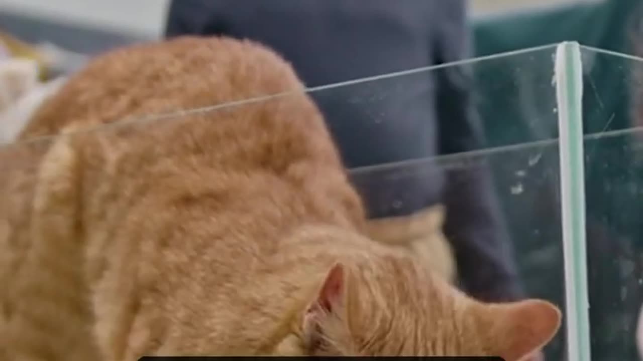 Amazing Cat Secrets Revealed! - Total Pet Tales #cat #cattrivia #catfacts #funfacts