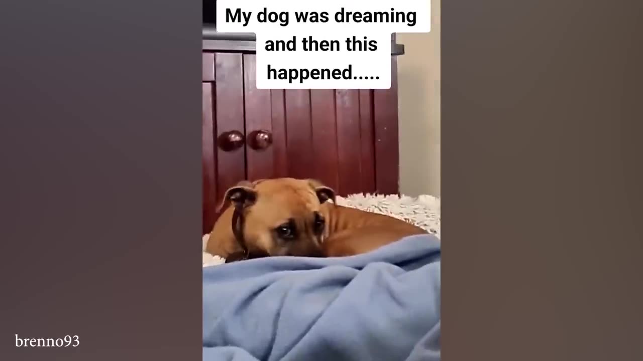 Funny Dogs That Got the Wrong Idea