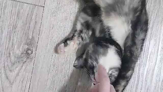 Mom surprise baby cat