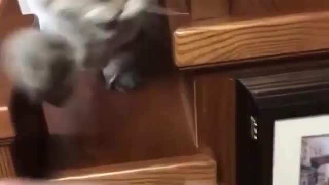 Angry 😡 Cat😺