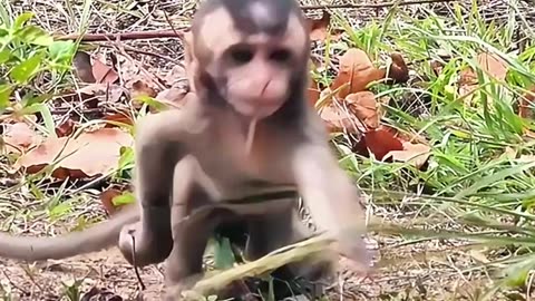 Adorable Baby Macaque Enjoys a Grass Snack