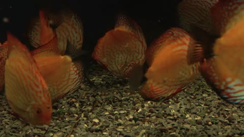 Bright fish discus swim in the aquarium