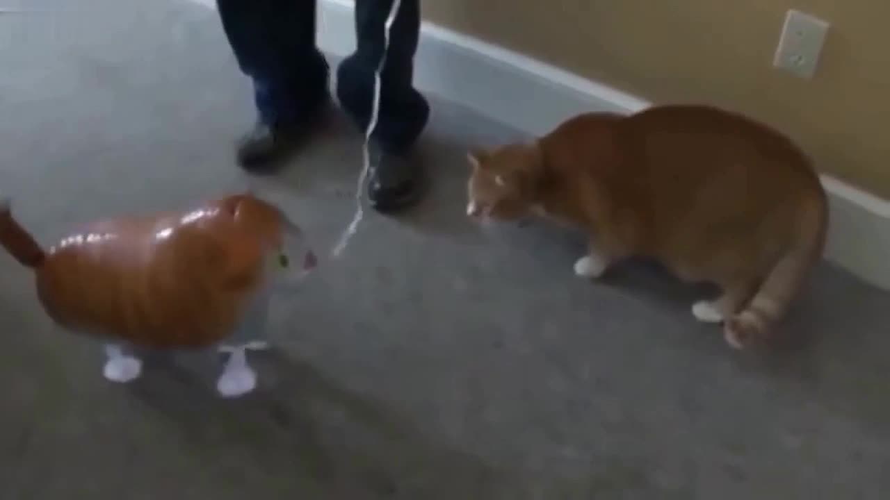 the cat met the opponent