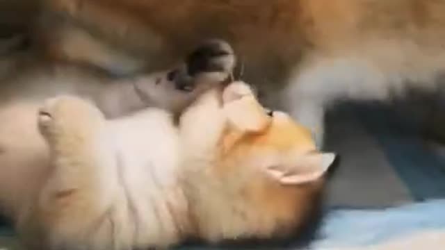 Hilarious Cat Viral Videos | Ultimate Cat Compilation 2019