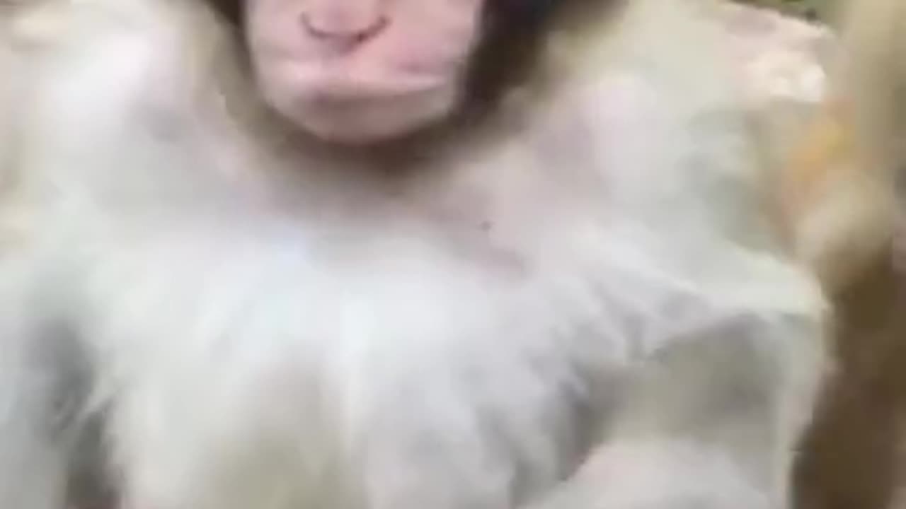 Monkey Showing Body Muscles #shorts #viral #shortsvideo #video