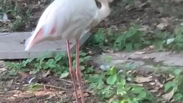 Big white bird with long neck