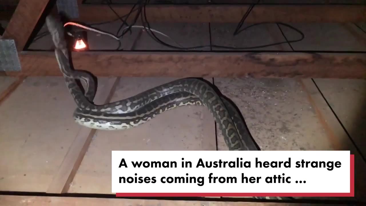 Terrified Woman Finds 2 Huge Horny Snakes Fighting Over a Lover