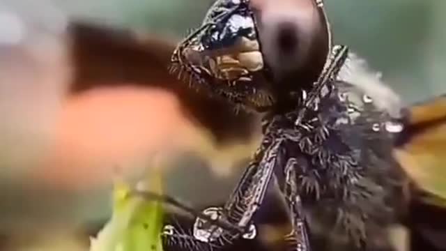 A dragonfly wiping rain from its face. Incredible footage