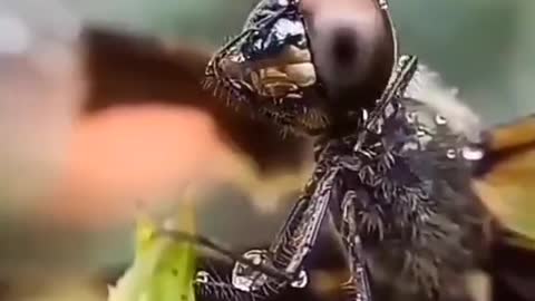 A dragonfly wiping rain from its face. Incredible footage