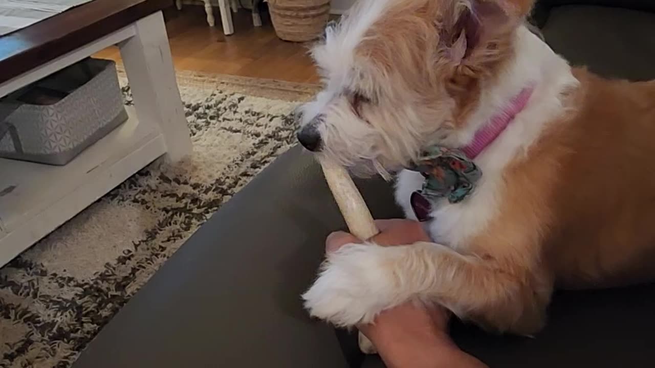 Puppy gnawing on deer antler