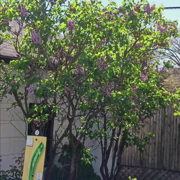Lilac tree