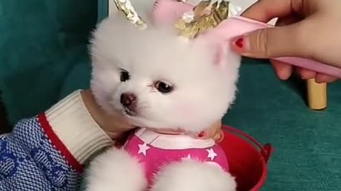 Funny and Cute Dogs