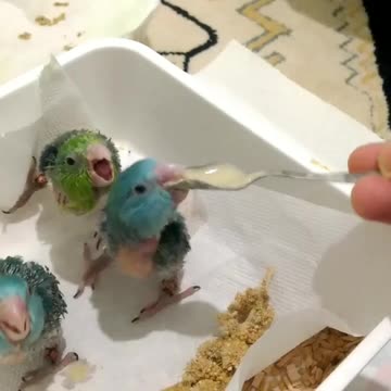 Estos hambrientos loros bebé aprueban la comida de fórmula