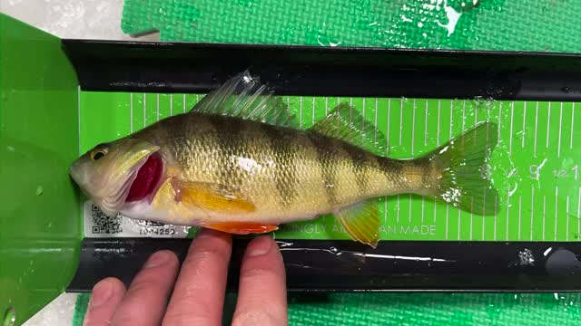 A day out fishing on the ice