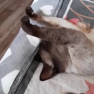 Simon the cat is resting.