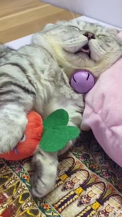 Funny And Cute Cat Sleeping 2021
