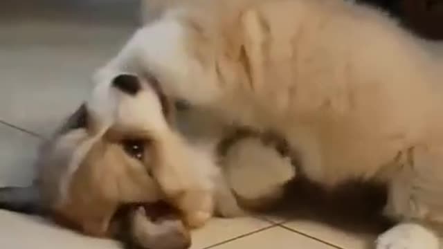 Keji fights