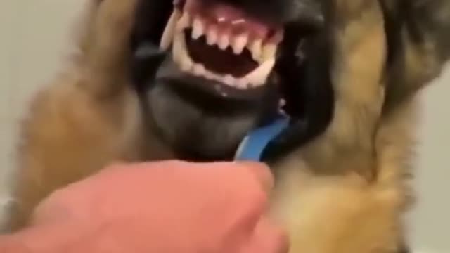 Is The Dog Annoyed Or Enjoys Brushing It's Teeth?