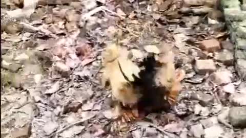 Chicken VS Dog Fight Funny Dog Fight