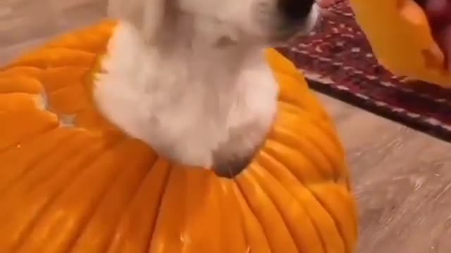 Surprise! 🎃. Dog comes from Pumpkin.