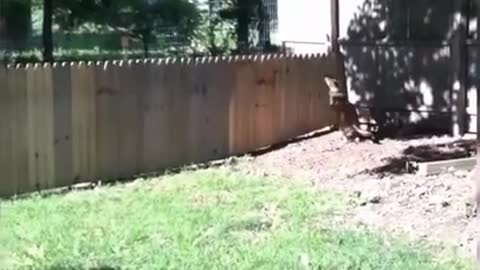 Animals Real 😹 - Best Of The 2021